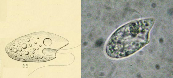 Oxyrrhis marina, dinoflagellato marino